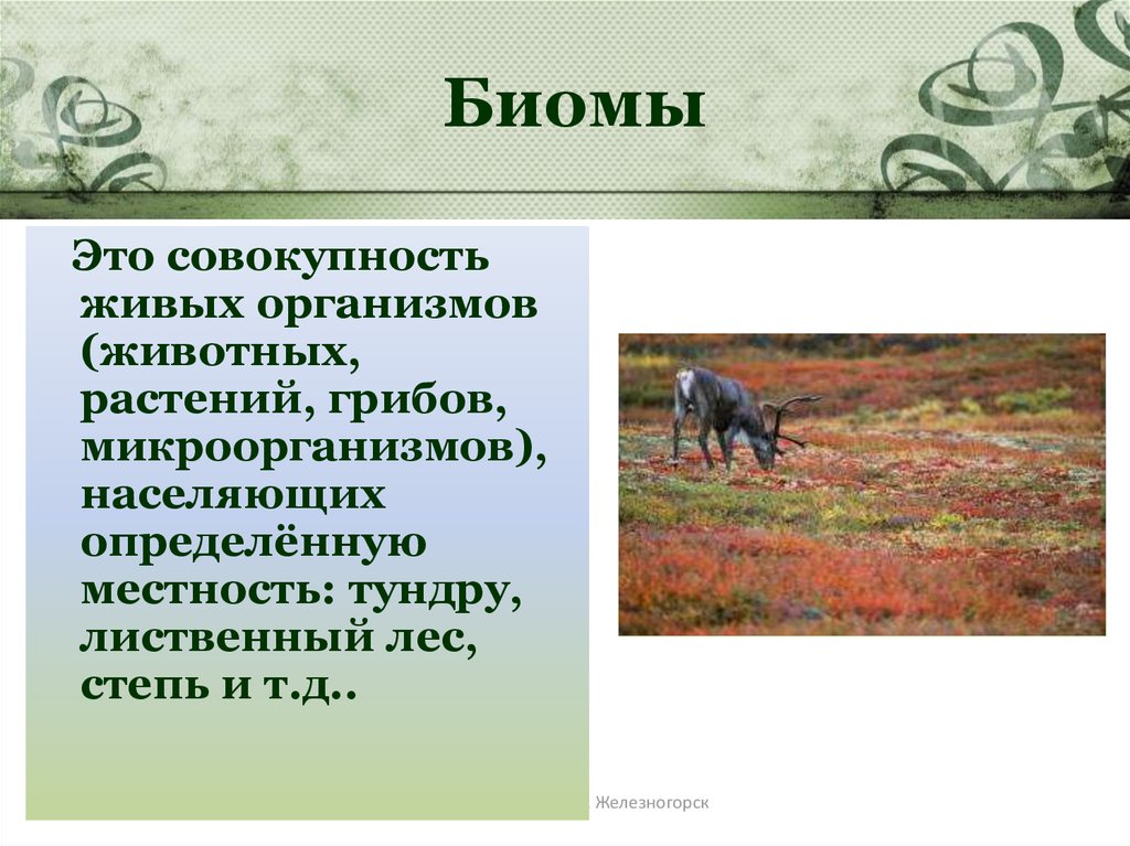 Как называется совокупность животных. Совокупность животных организмов. Особенности лесного и степного биомов. Краткая характеристика Биома степи леса. Организм это животное а если вместе все то биомы.
