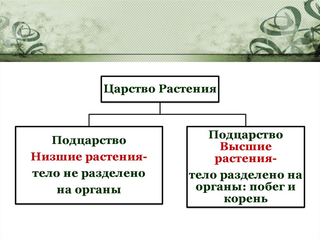 Признаки царств растений и животных