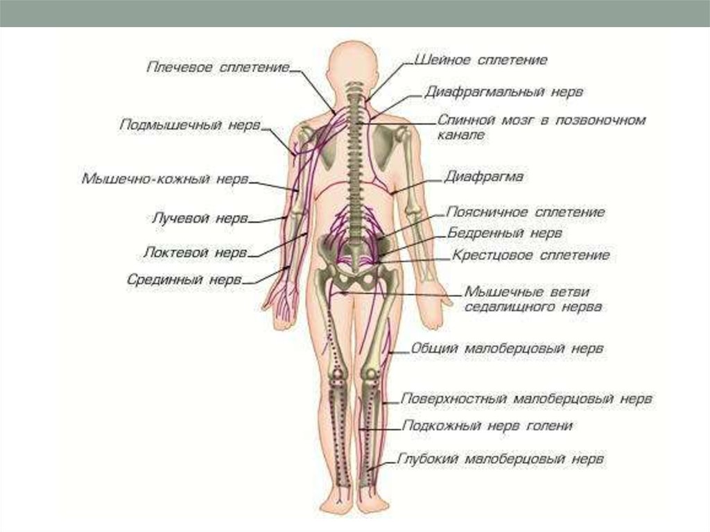 Анатомия нервной системы головы и шеи