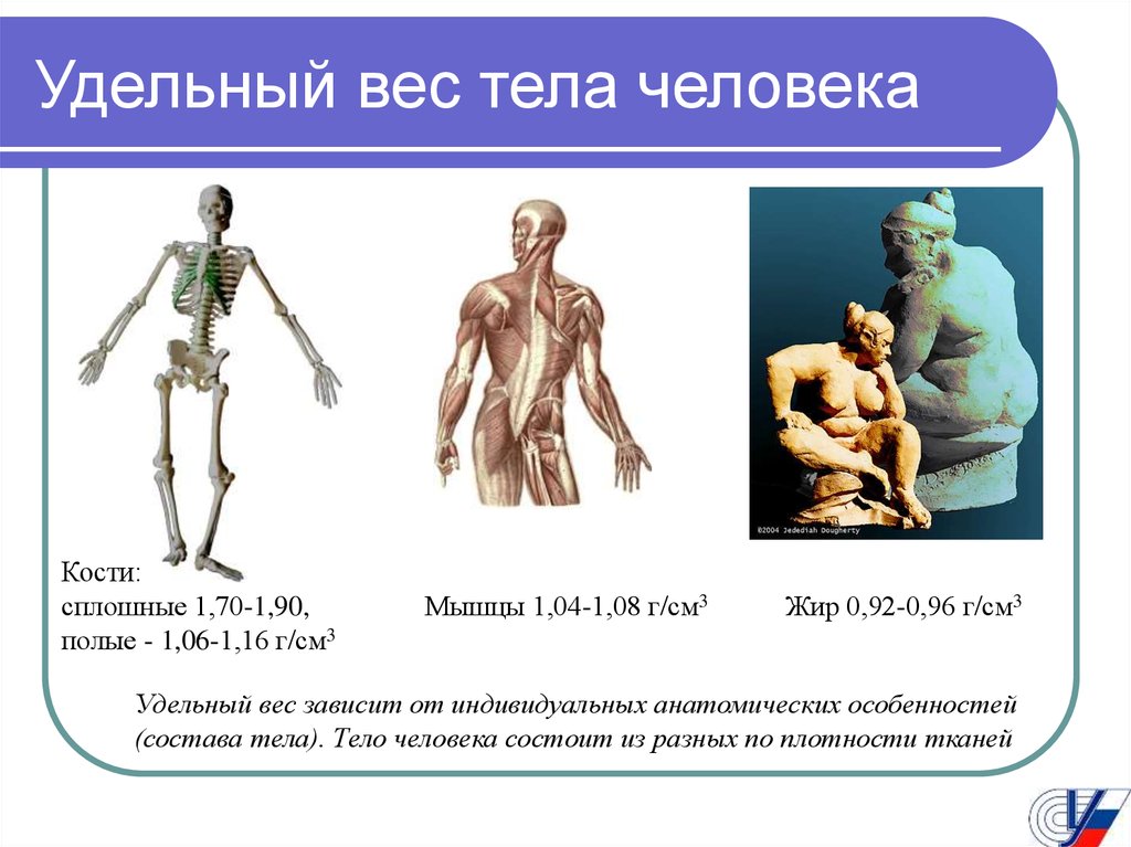 Тело 4 плотности. Удельный вес тела человека. Удельная плотность тела человека. Удельный вес человека. Удельный вес массы тела человека.