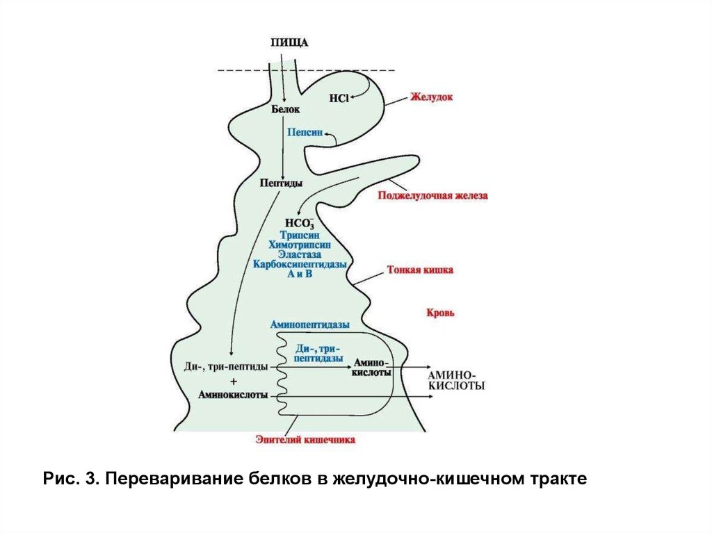 Белок в желудке. Схема переваривания белков в ЖКТ. Схема переваривания белков в ЖКТ биохимия. Переваривание белков в желудочном тракте. Переваривание белков в желудочно-кишечном тракте животных.