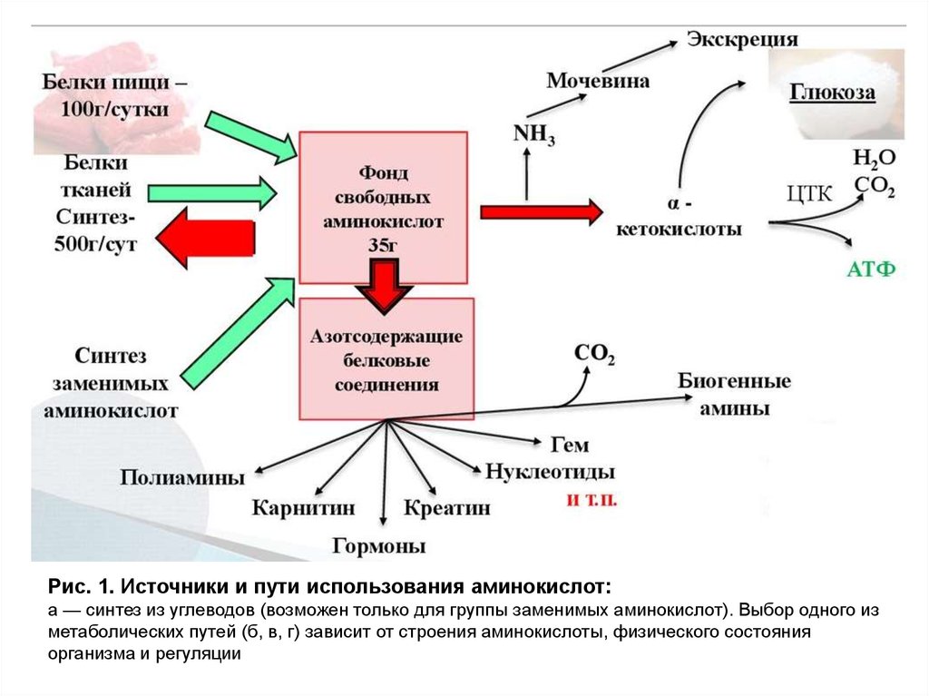 Белки являются источником аминокислот. Схема метаболизма ароматических аминокислот. Пути использования аминокислот. Источники и пути использования аминокислот в организме.