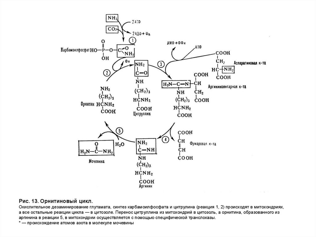 Орнитиновый цикл биохимия схема