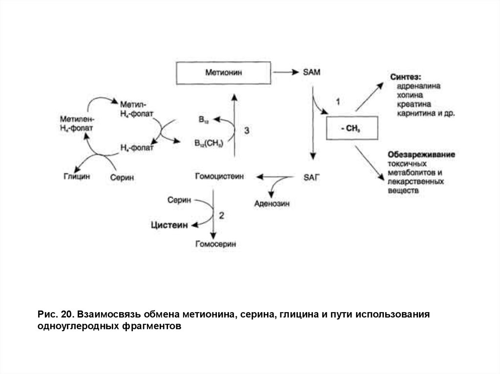 Особенности обмена глицина. Схема пути обмена метионина. Метионин производство технологическая схема. Обмен глицина Серина триптофана и метионина биохимия. Взаимосвязь обмена Серина цистеина и метионина.