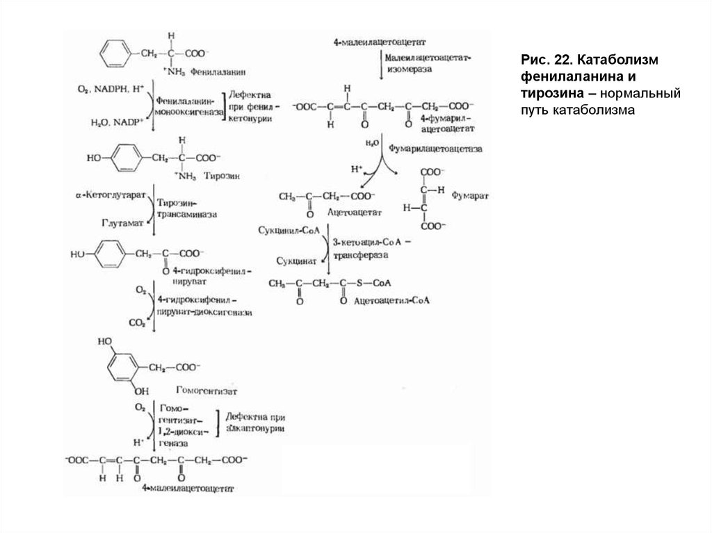 Фенилаланин биохимия. Катаболические пути превращений тирозина. Превращение тирозина в печени. Метаболизм фенилаланина биохимия. Процесс основного пути катаболизма фенилаланина.