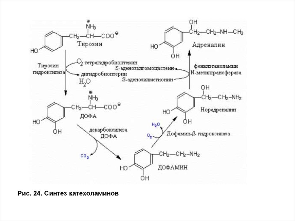 Синтез тирозина. Образование норадреналина из тирозина. Катехоламины это производные тирозина. Реакции образования адреналина из тирозина. Тирозин Синтез биогенных Аминов.