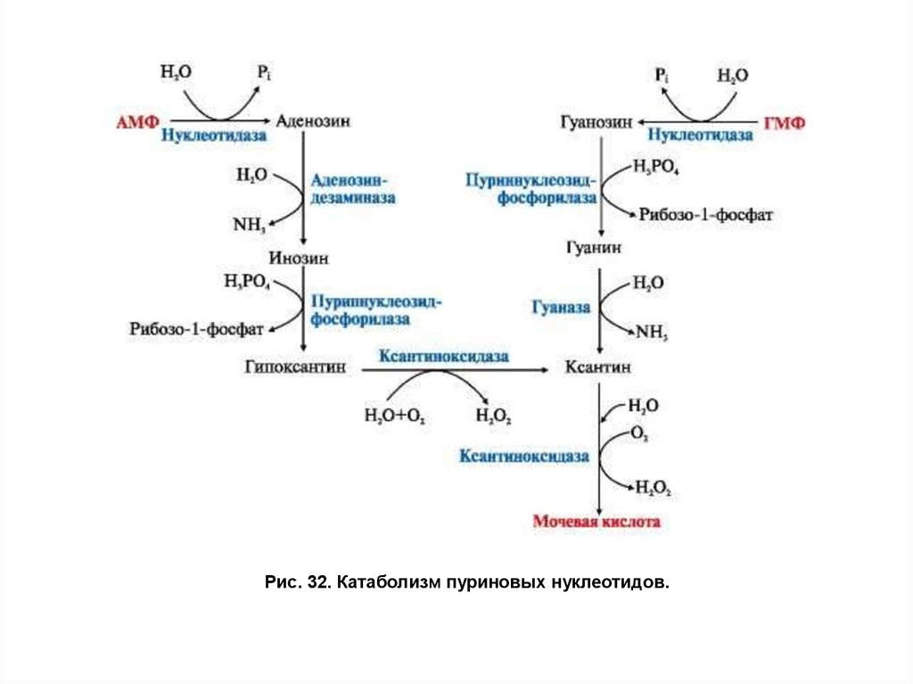 Распад кислоты. Схема катаолизма пуриновых нуклеотидов до мочевой кисл. Схема синтеза мочевой кислоты в организме биохимия. Схему катаболизма пуриновых нуклеотидов до мочевой кислоты. Схема катаболизма пуриновых нуклеотидов биохимия.