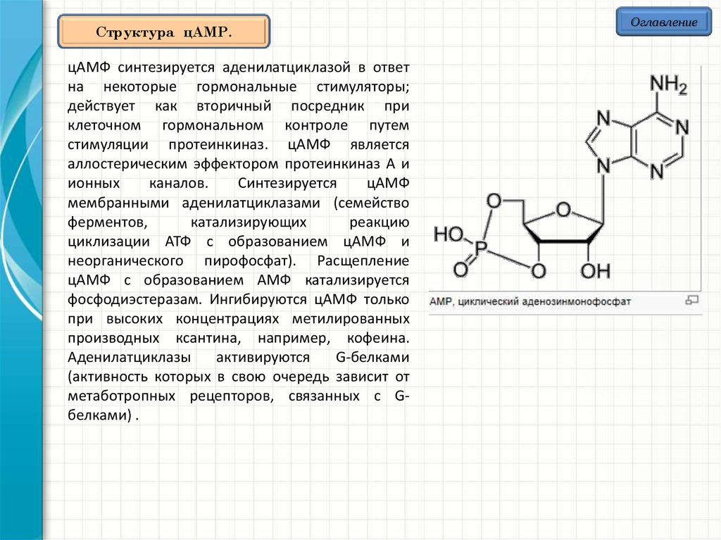 Азотистое основание атф. Циклический 3 5 аденозинмонофосфат. Структура ЦАМФ. ЦАМФ строение.