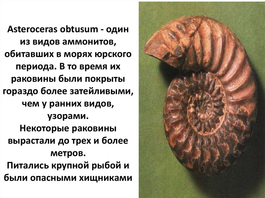 Asteroceras obtusum - один из видов аммонитов, обитавших в морях юрского периода. В то время их раковины были покрыты гораздо