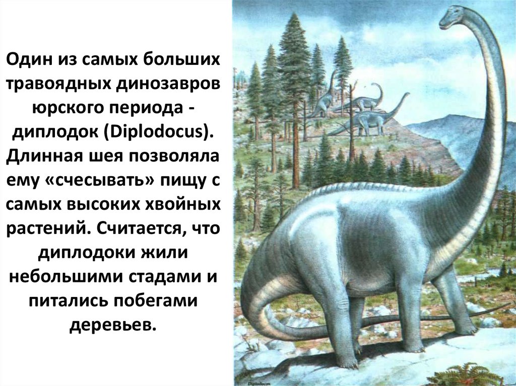 Один из самых больших травоядных динозавров юрского периода - диплодок (Diplodocus). Длинная шея позволяла ему «счесывать» пищу