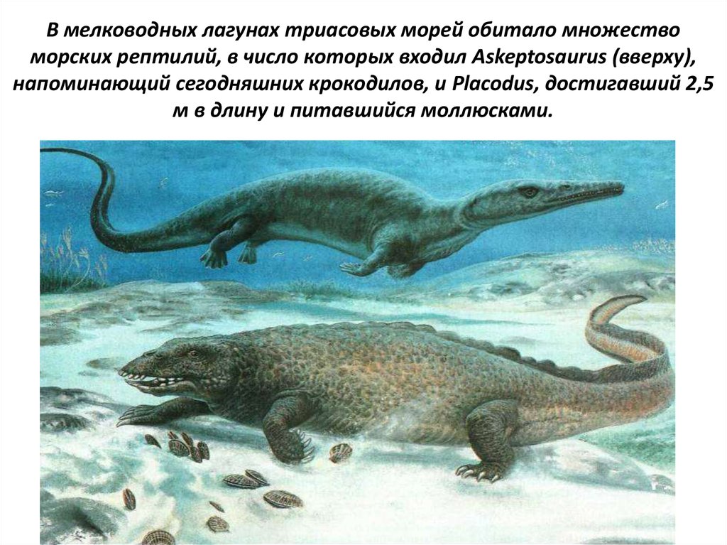 В мелководных лагунах триасовых морей обитало множество морских рептилий, в число которых входил Askeptosaurus (вверху),