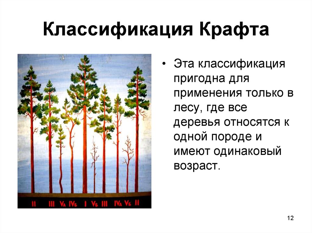 Проект мероприятий по содействию естественному лесовозобновлению