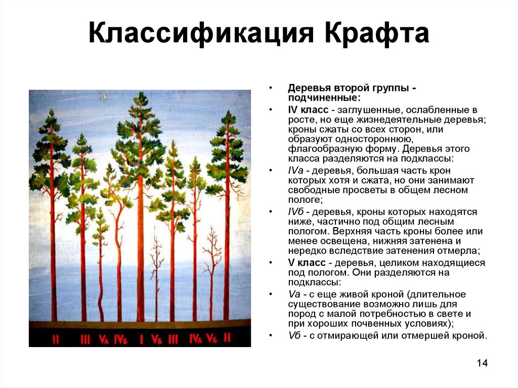 Классификация деревьев. Классификация крафта деревьев. Классификация по крафту. Классификация деревьев в лесу по крафту. Классификация деревьев по росту по крафту.