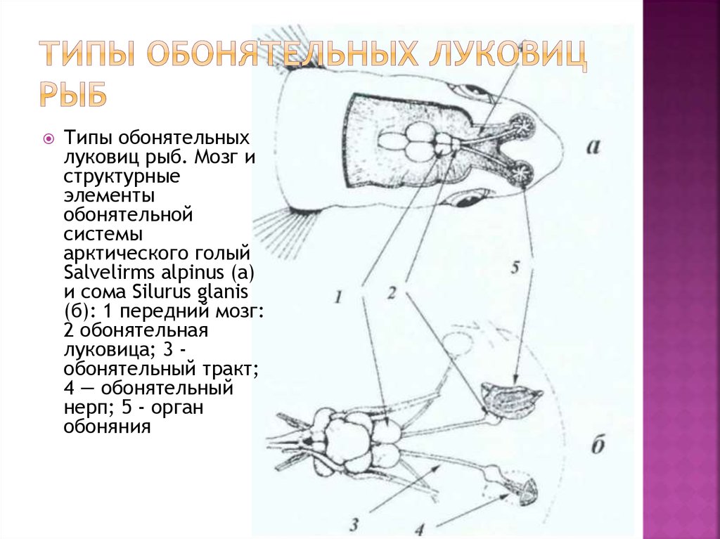 Типы обонятельных луковиц рыб