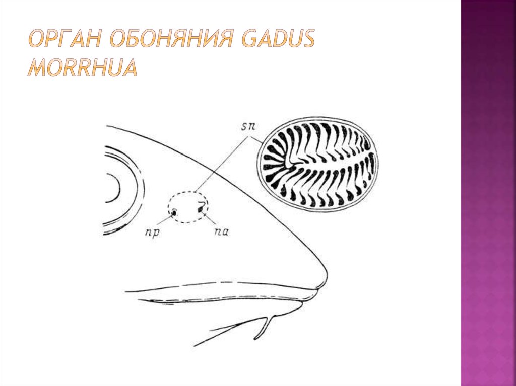 Орган обоняния Gadus morrhua
