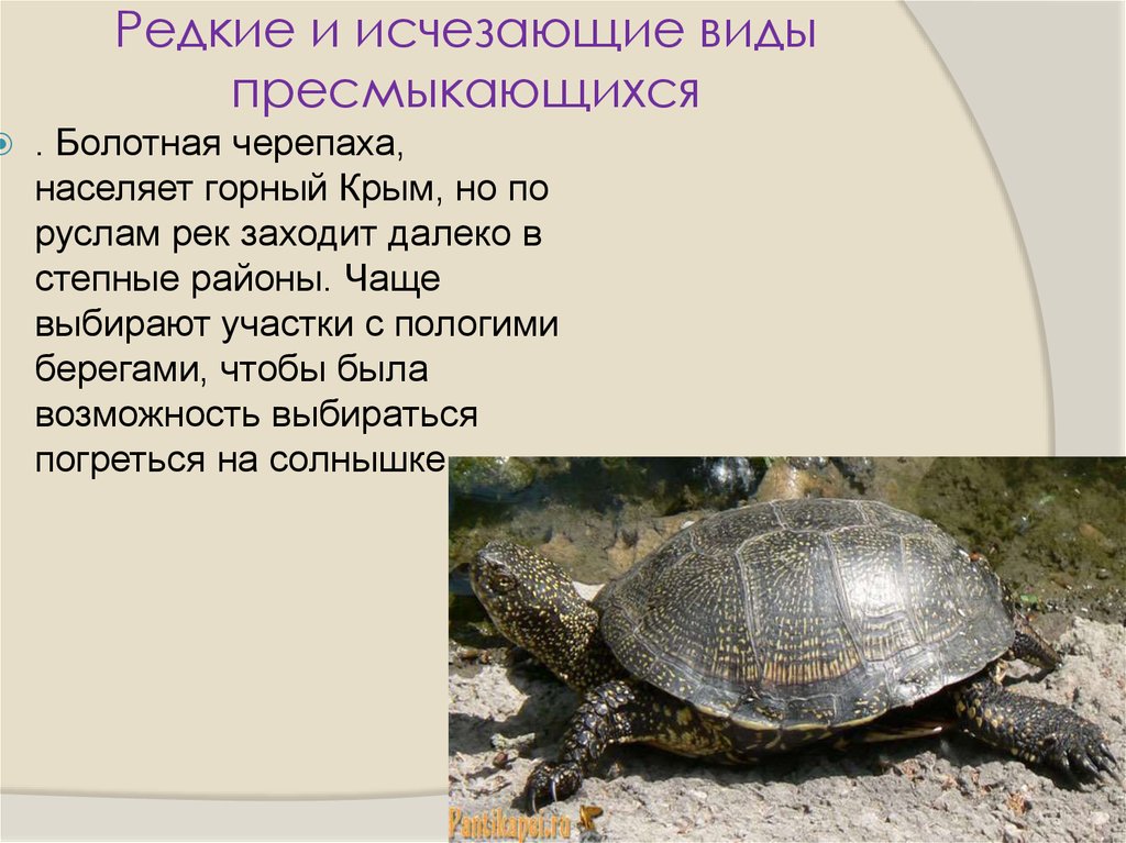 Пресмыкающиеся животные кратко. Среднеазиатская Болотная черепаха. Сообщение о пресмыкающихся. Класс пресмыкающиеся. Рептилии красной книги.