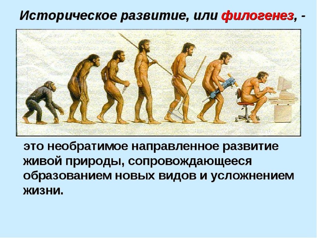 Филогенез человека. Филогенез. Эволюционное развитие. Эволюционное развитие человека. Историческая Эволюция.