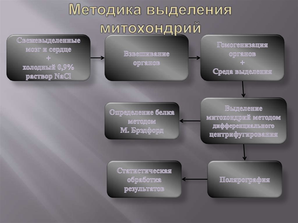 Методика выделения митохондрий