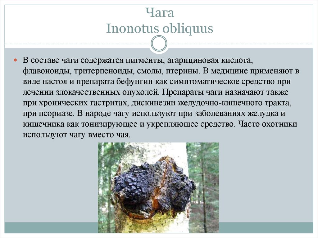 Гриб чага инструкция. Св-ва берёзового гриба чага. Чага Березовая паразит. Березовый гриб чага гербарий. Чага паразитический гриб.