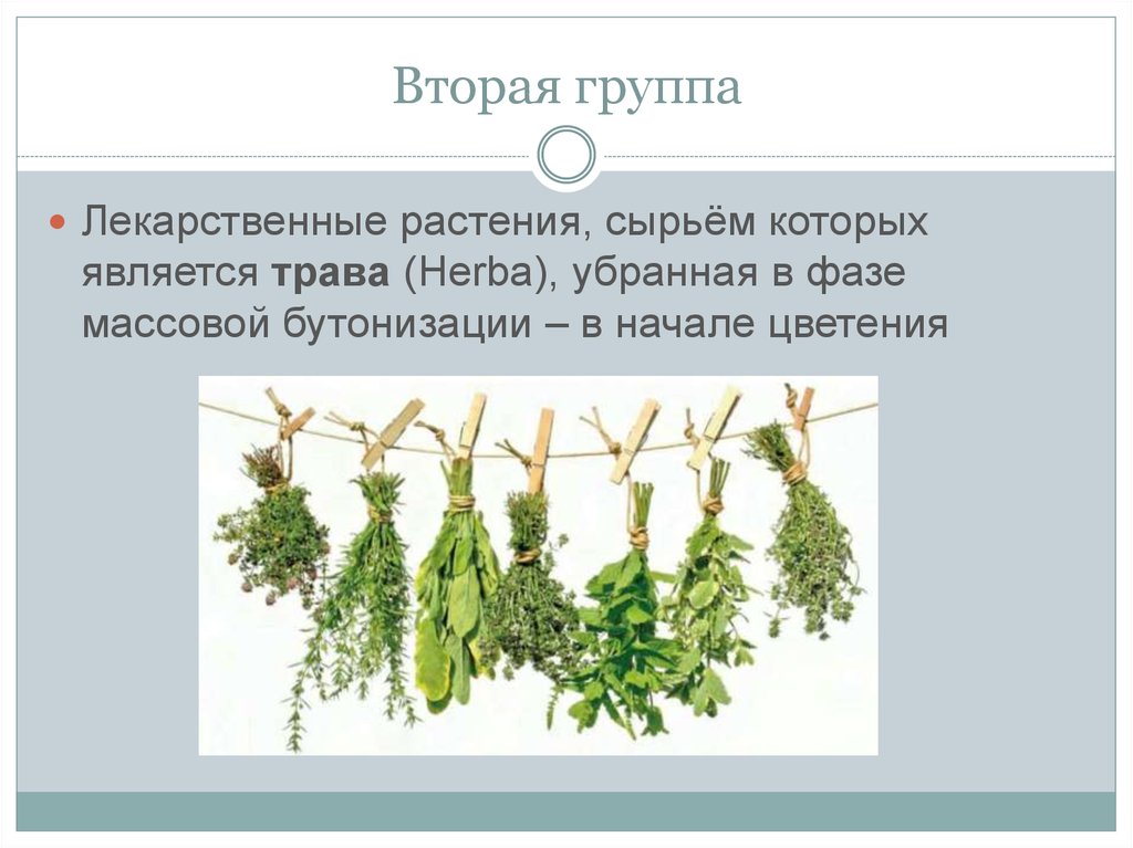 Зеленые растения являются ответ. Растения сырьем. Растение сырьем которого является трава. Выберите растения сырьем у которых являются плоды. Изготовление лекарственного растительного сырья.