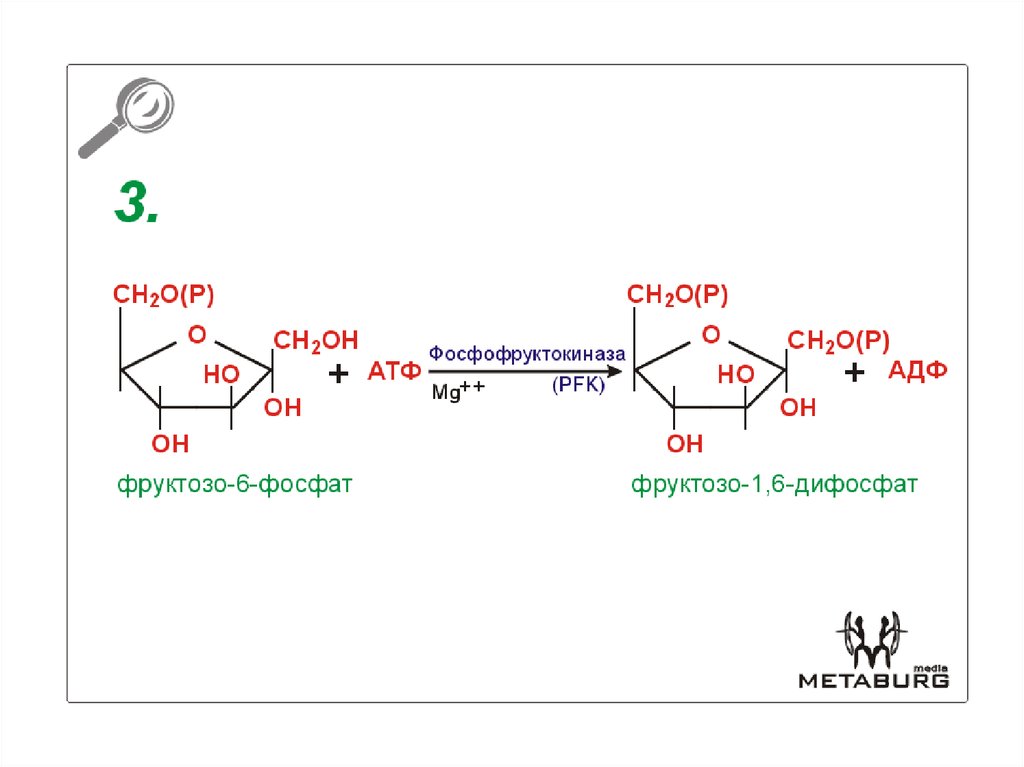 Углевод в составе атф. Фосфофруктокиназа в гликолизе реакция. Фосфофруктокиназа катализирует реакцию. Фруктоза АТФ фруктозо-6-фосфат АДФ. Фосфофруктокиназа гликолиз.
