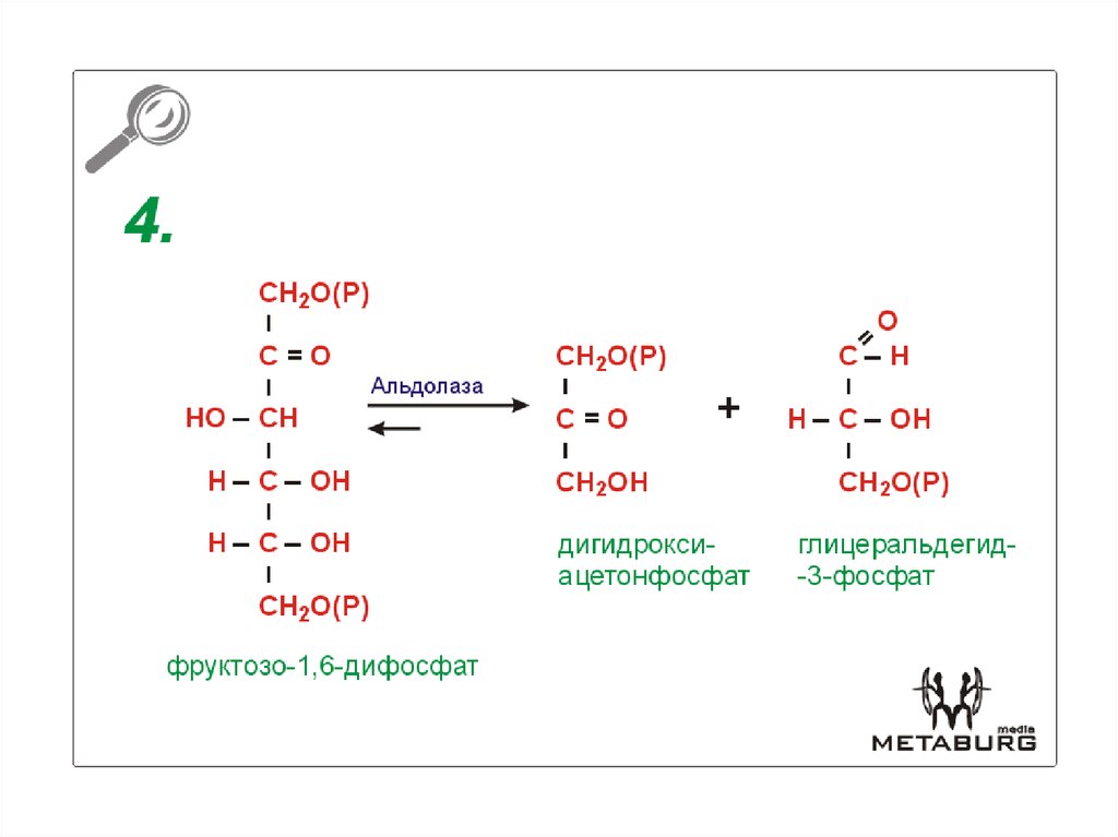 Фруктозо 6 дифосфат. Фруктозо-6-фосфоальдолаза. Расщепление фруктозо 1 фосфата. Фруктозо 1 6 дифосфат альдолаза. Альдолаза биохимия.