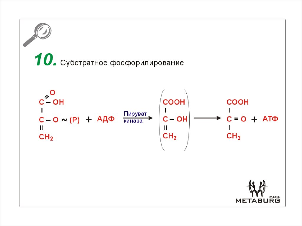 Пируват атф. 5 Реакция субстратное фосфорилирование. Субстратное фосфорилирование схема. ФЕП субстратное фосфорилирование. Субстратное фосфорилирование биохимия реакция.