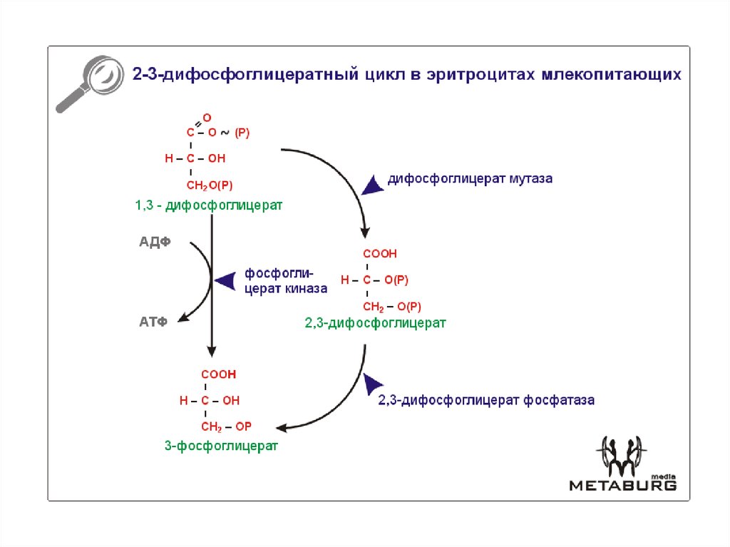 Реакции образования циклов. Реакцию образования 2,3 – дифосфоглицерата. 2-3 Дифосфоглицерат эритроцитов. 2 3 Дифосфоглицерат гликолиз. 2 3 Фосфоглицерат в эритроцитах.