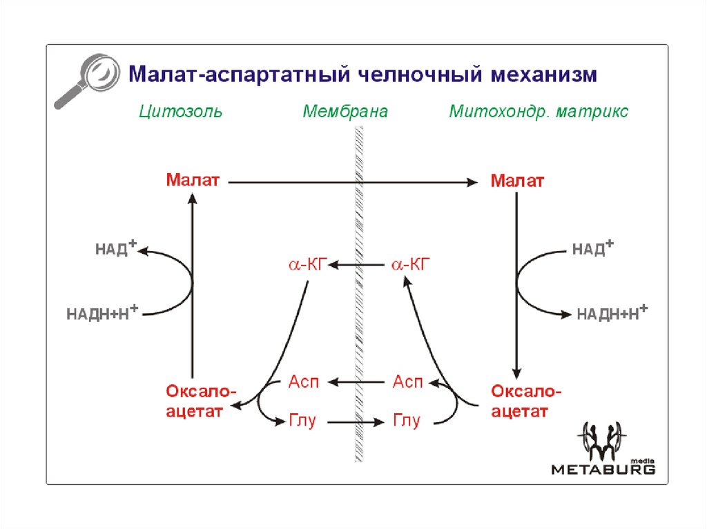 Схемы челночных механизмов биохимия