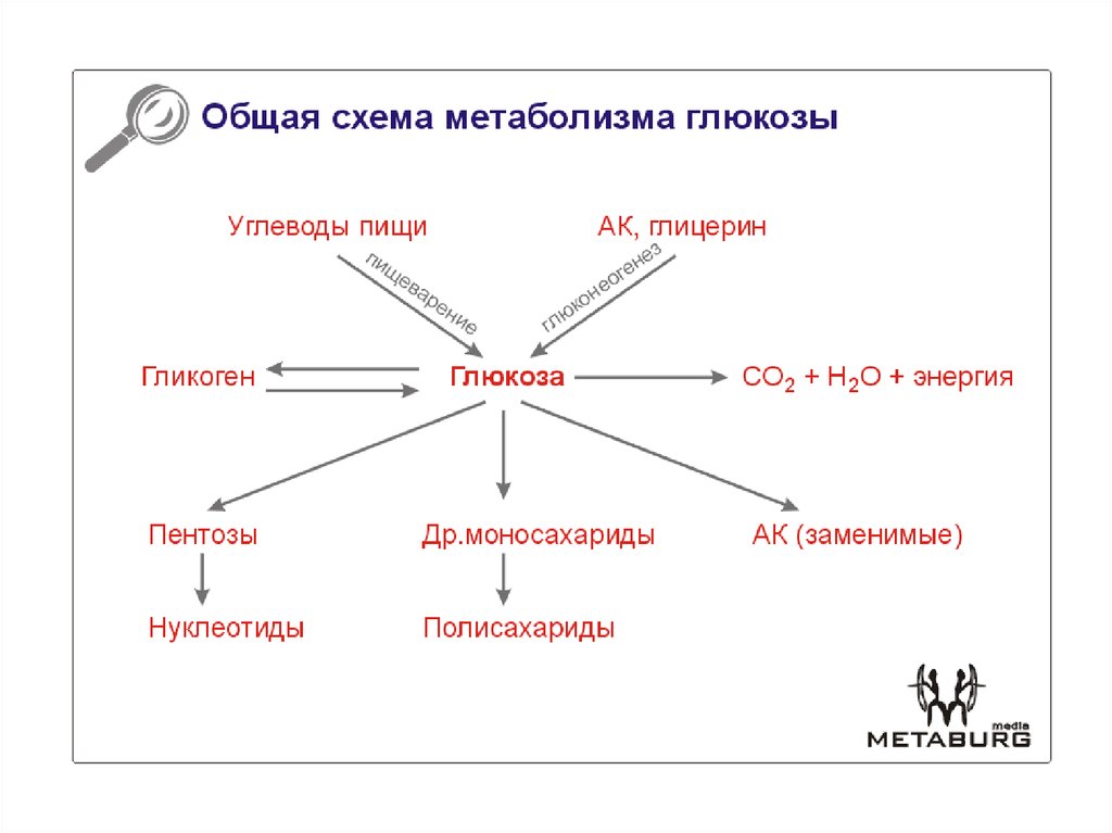 Энергетический обмен глюкозы. Общая схема метаболизма Глюкозы. Метаболизм Глюкозы схема. Основные пути метаболизма Глюкозы в организме схема. Общая схема метаболизма углеводов.