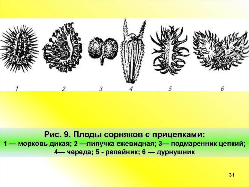 Объясните руководствуясь этой схемой образование плодов с крючками у предковых форм репейника