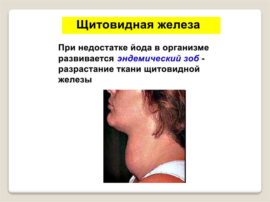 Эндокринная система человека - презентация онлайн