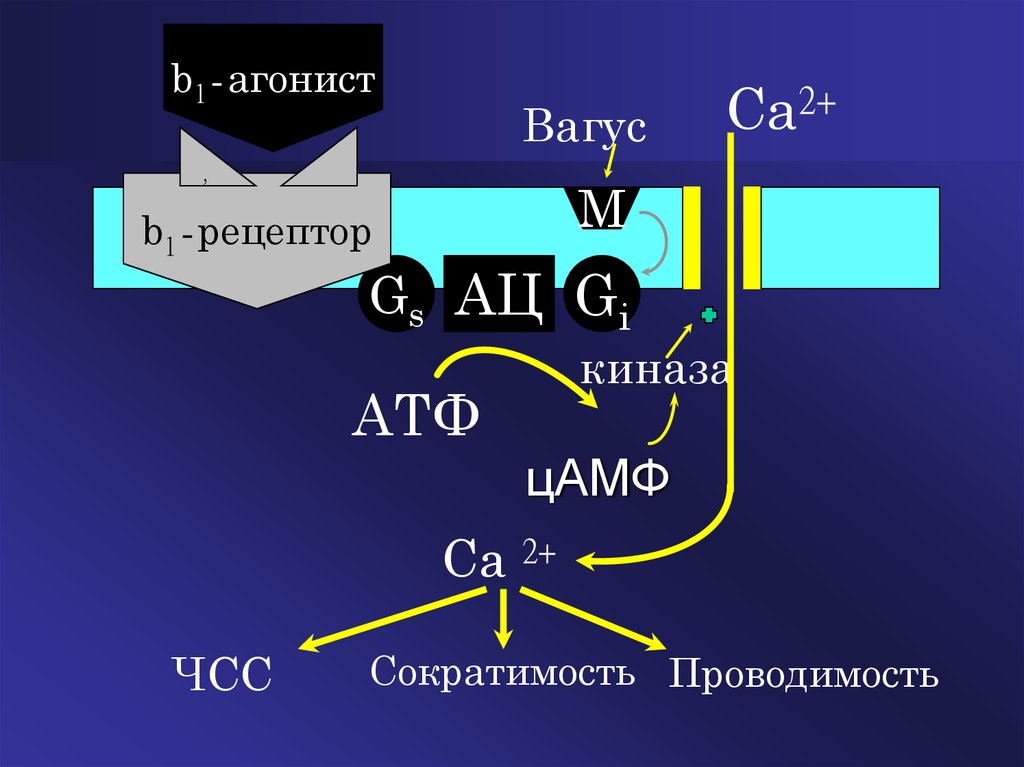 Кальциевый. Кальциевый буфер. B1 рецепторы и калий. CA 2+ картинки. Рецепторы GS.