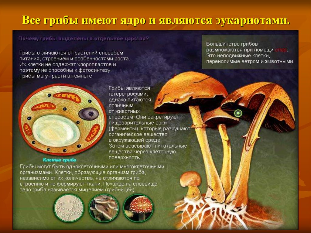 Есть ли ядро у грибов