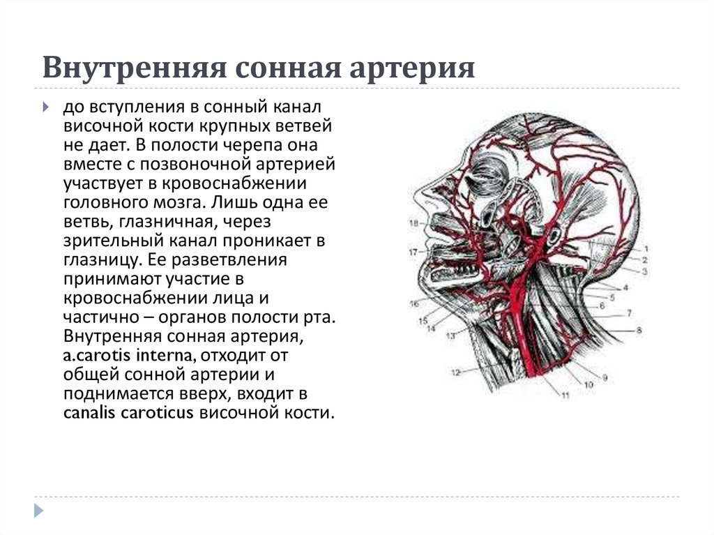 Сонный канал. В полости черепа внутренняя Сонная артерия делится на. Внутренние сонные ветви артерии кровоснабжают. Внутренняя Сонная артерия в полости черепа. Мозговая часть внутренней сонной артерии латынь.