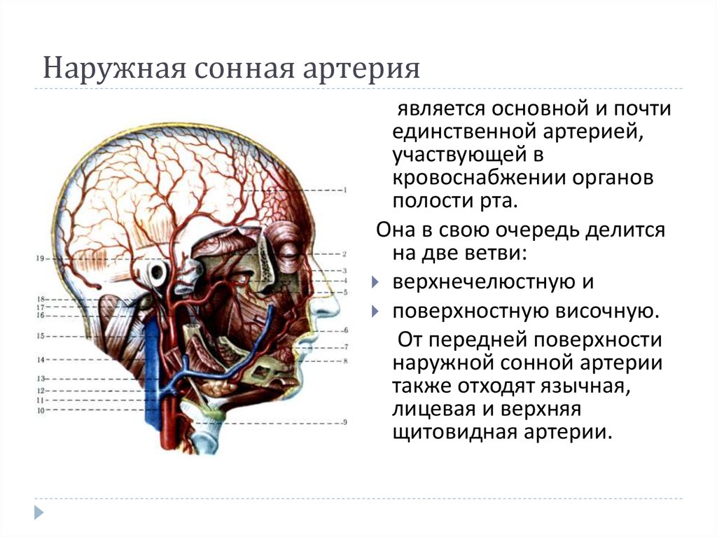 Ветви наружной сонной артерии схема