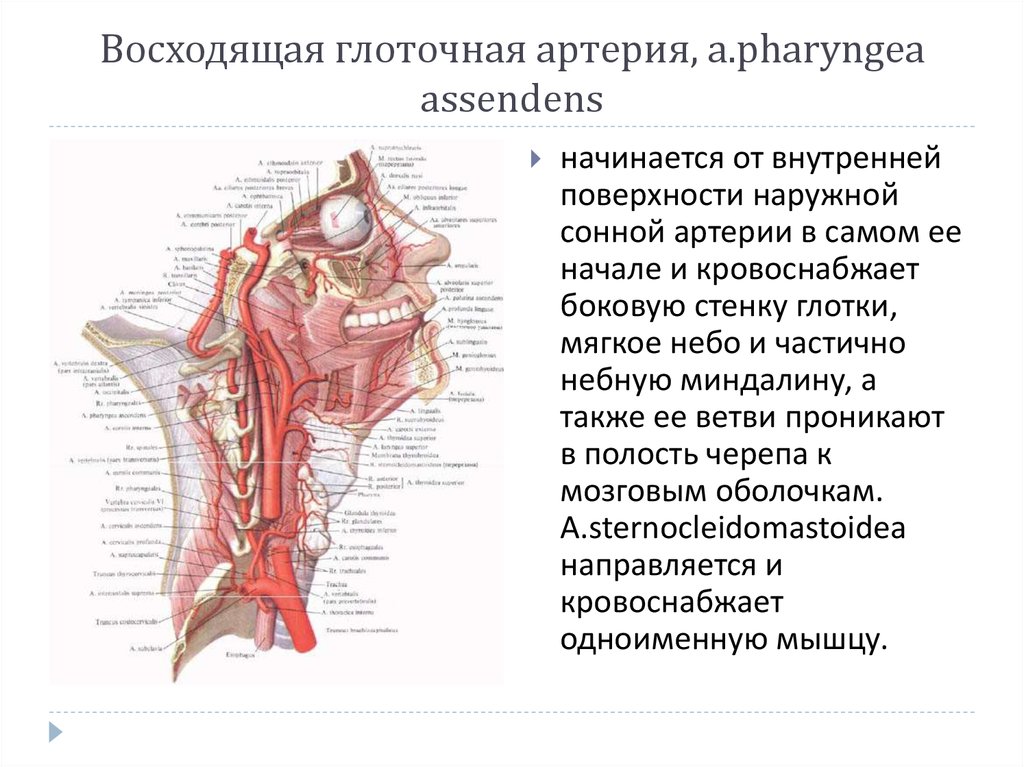 Нерв глотки. Восходящая небная артерия анатомия. Верхняя глоточная артерия. Кровоснабжение: восходящая глоточная артерия. Восходящая глоточная артерия кровоснабжает.