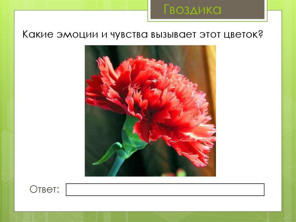 Три цветка в ответ. Гвоздика какие ответ. Ответ цветы. Какие цветы вызывают какие чувства у людей. Какие чувства вызывают цветы у людей.