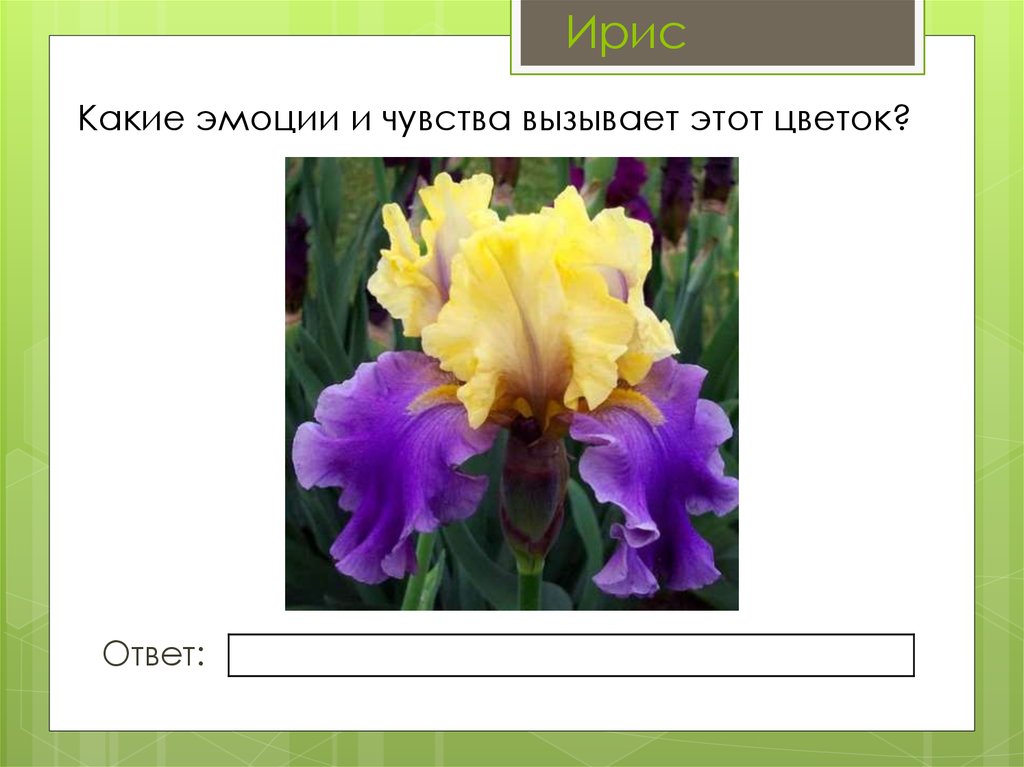 Ответ цветок. Какие чувства вызывают у тебя цветы. Какие эмоции вызывает букет цветов. Какие чувства вызывают цветы у людей. Интересные вопросы про Ирис с ответами.