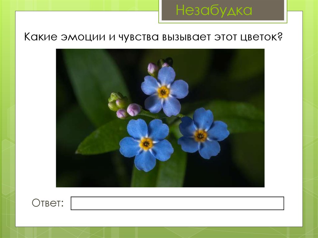 Три цветка в ответ. Незабудка прилагательные. Незабудка цветок какой цветок. Незабудка с прилагательными. Незабудки какие прилагательные.