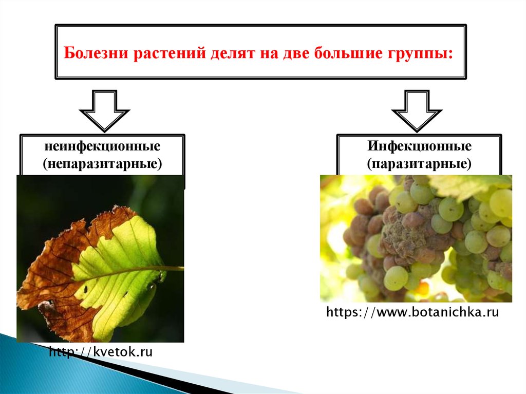 Влияние температуры на растения группы