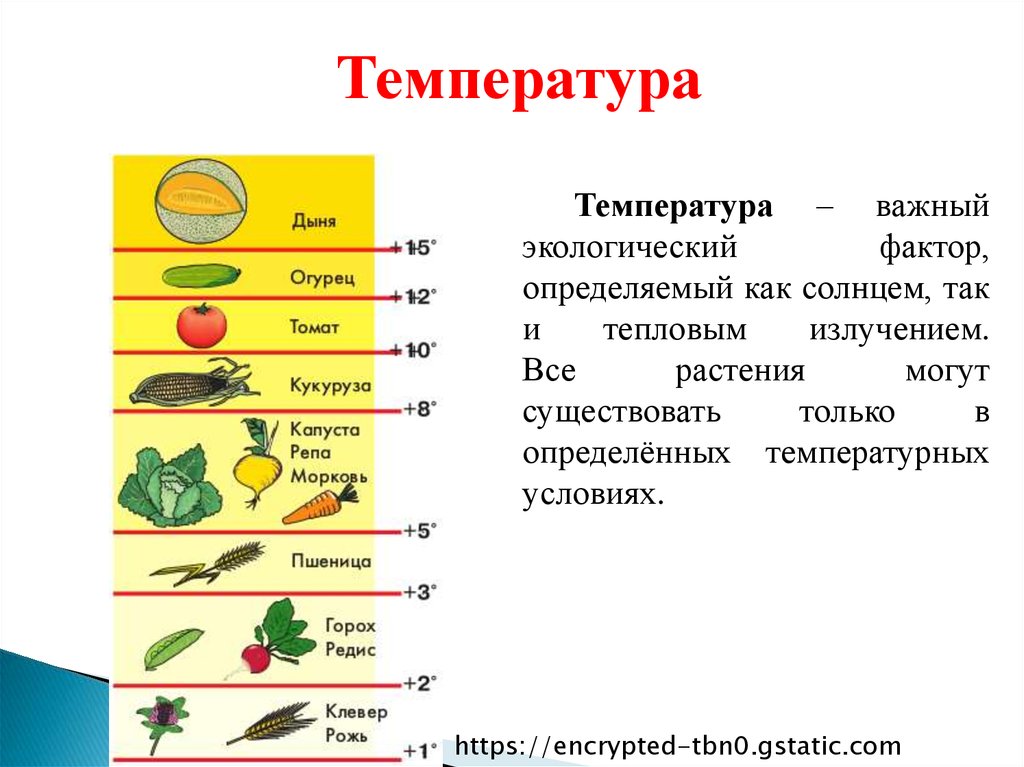 Влияние температуры на растения группы