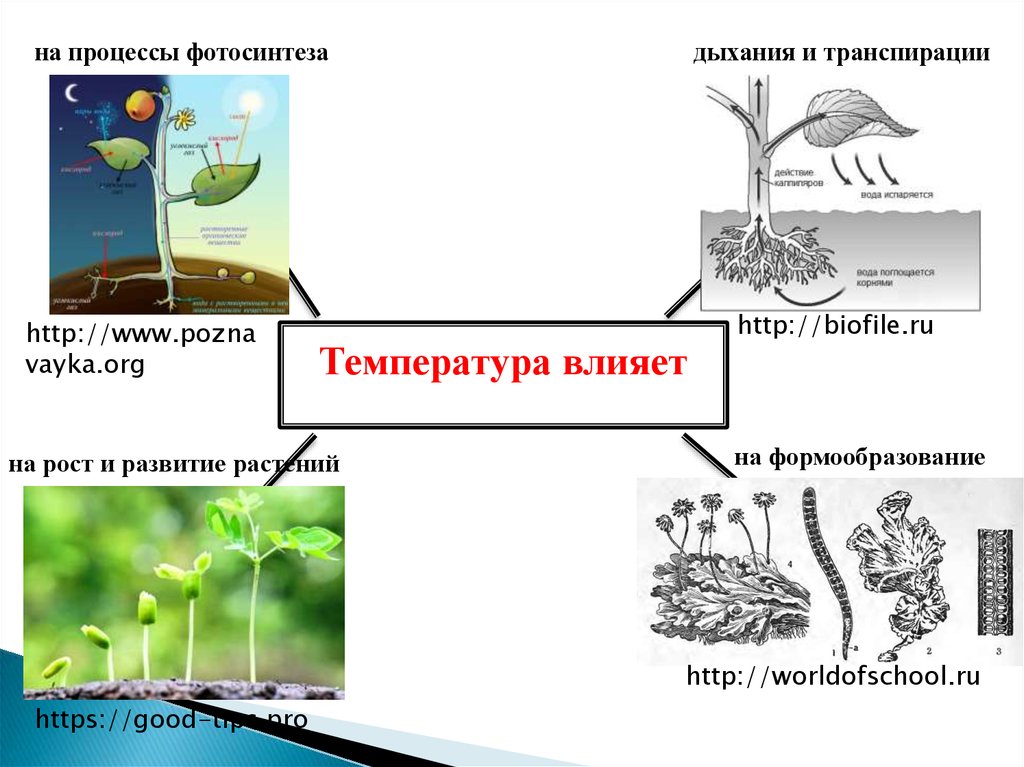 Влияние температуры на растения группы