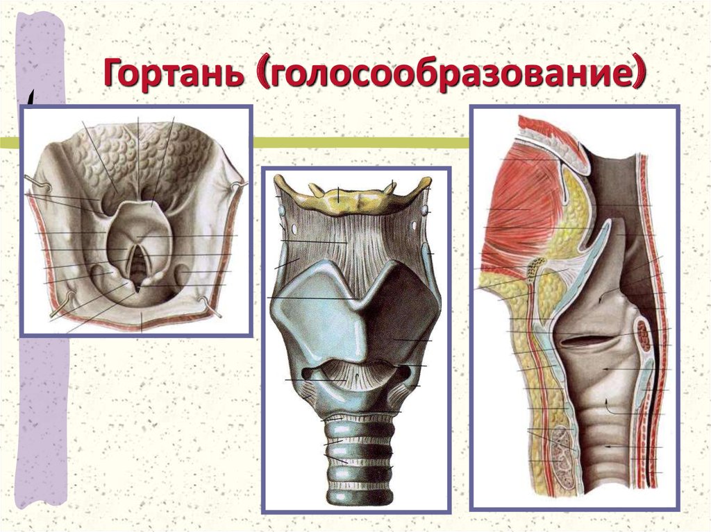 Гортань. Гортань голосообразование. Механизм голосообразования гортань. Анатомия гортани голосообр.