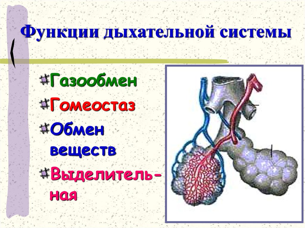 Общий план строения и функции дыхательной системы