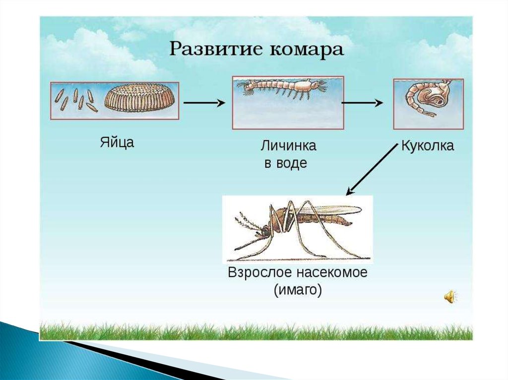 Развитие комара. Яйцо личинка куколка комар. Стадии развития комара. Яйцо личинка куколка Имаго комара. Стадия развития комара схема.