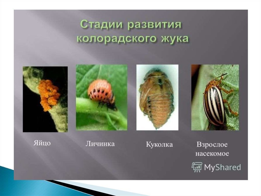 Личинки колорадского жука фото и описание как