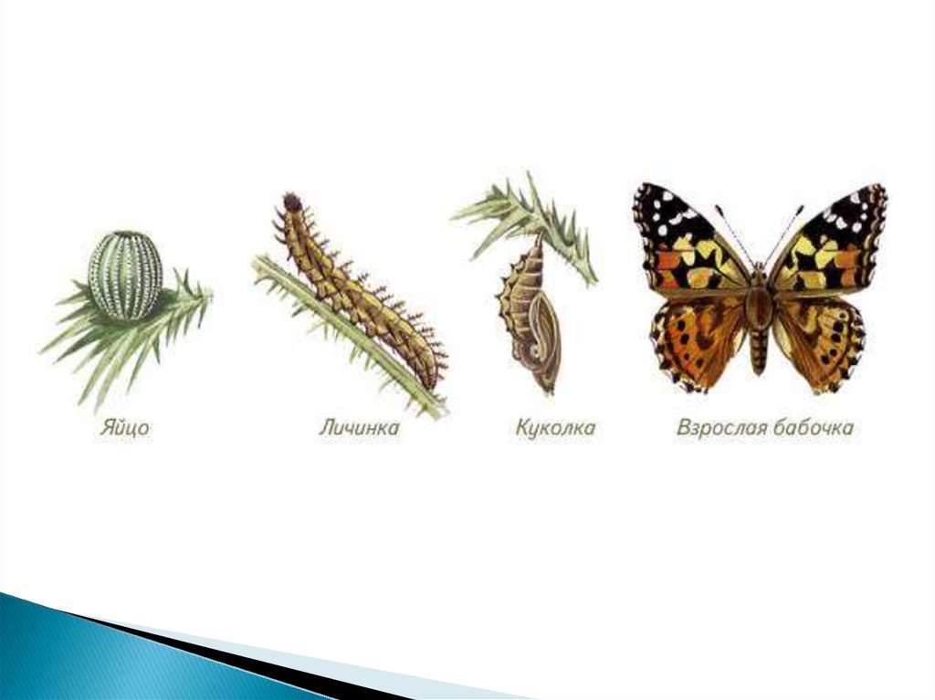 Развитие бабочки схема. Яйцо личинка бабочка стадия развития. Цикл развития бабочки яйцо. Жизненный цикл бабочки капустницы. Яйцо личинка куколка бабочка.