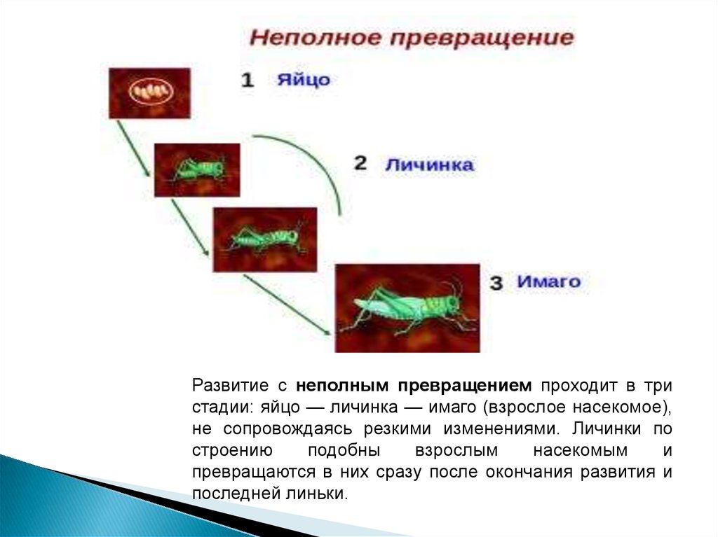 Неполное превращение. Неполное превращение Имаго. Полное и неполное превраш. Яйцо неполное превращение.