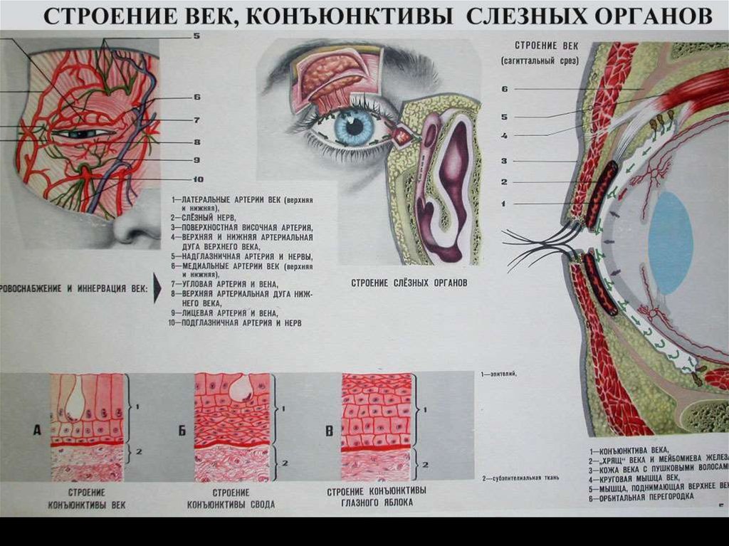 Века или веко глаза. Тарзальная конъюнктива Нижнего века. Строение глаза конъюнктива. Пальпебральная конъюнктива. Анатомия верхнего века глаза человека.